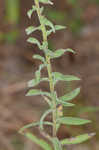 Appalachian blazing star